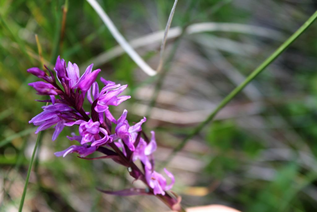 Ibrido? no, lusus di Dactylorhiza